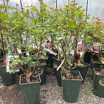 バラの購入後の植え替えについて
