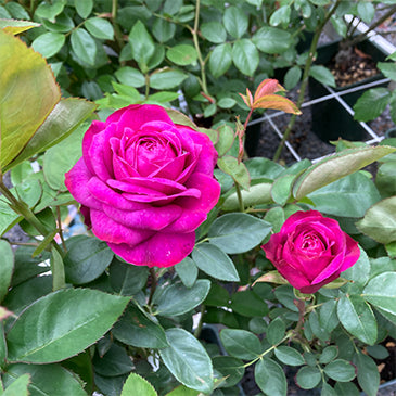 当店のネットショップについて – 花匠 ばら壱