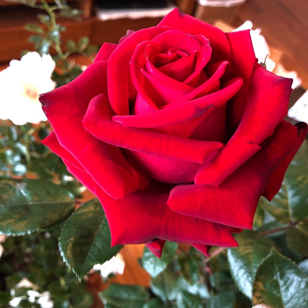 バラ苗(HT) ﾊｲﾌﾞﾘｯﾄ (四季咲き大輪系) | 花匠ばら壱 江別市に