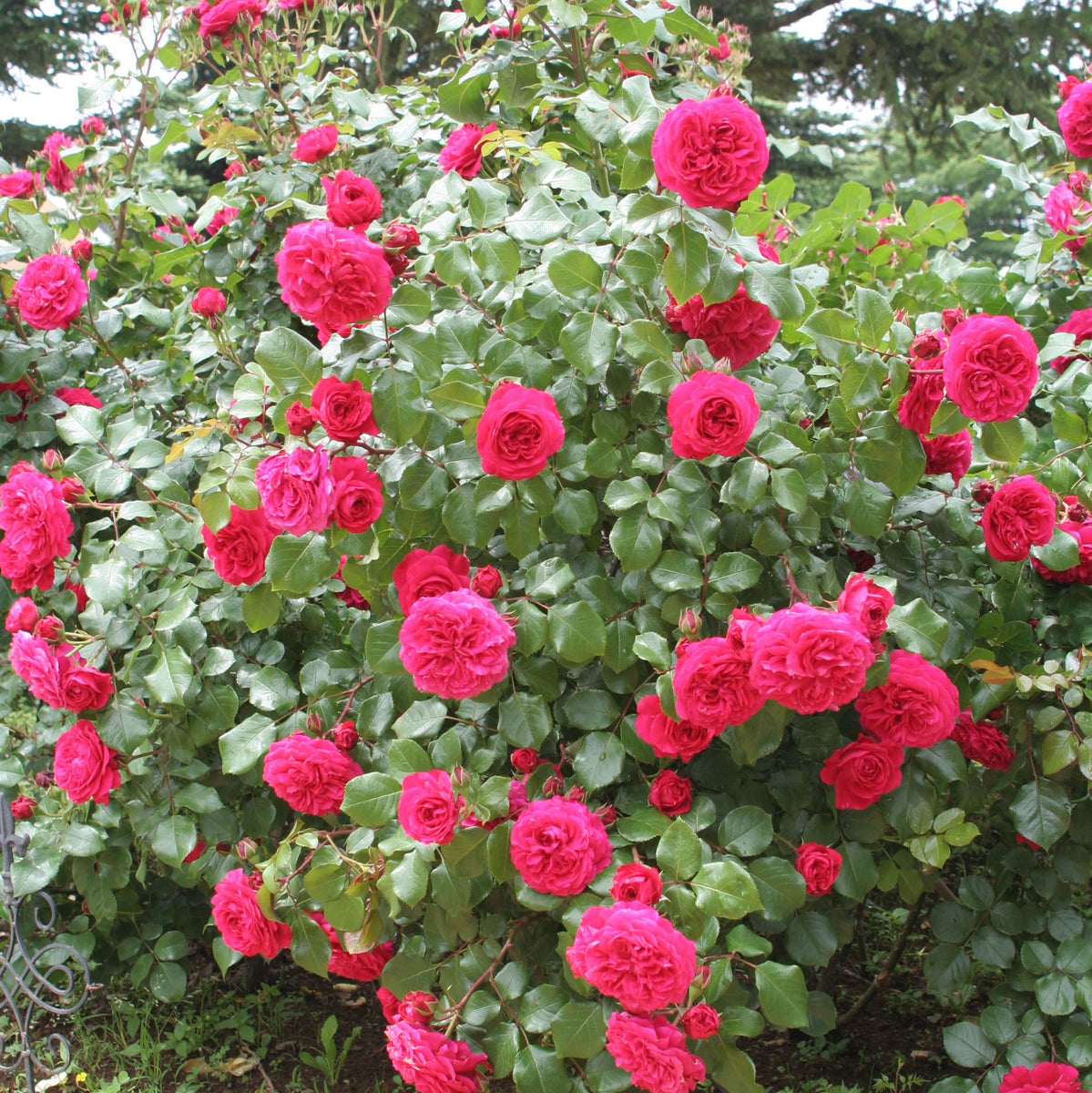 gdthumb-8_1200x1200.jpg?v=