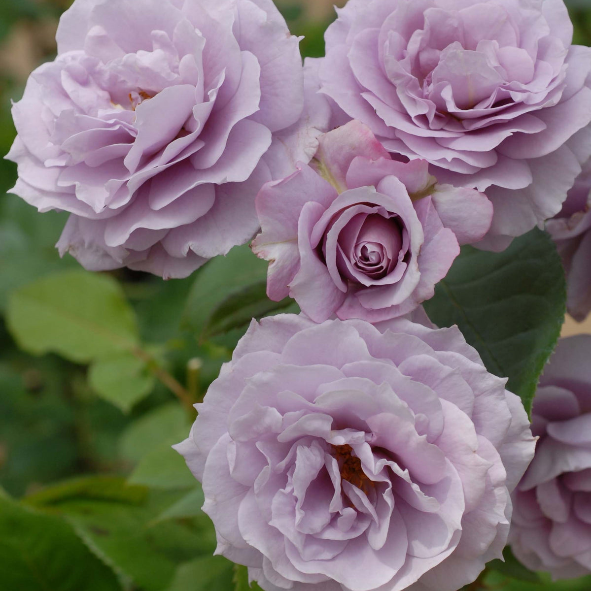 湖に咲く薔薇　３枚セット 2_2_d142a27b-7f4e-4bf7-9a45-