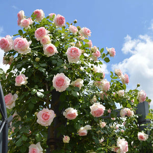 【北海道のバラの肥料】夏の肥料はいつまで使うの？