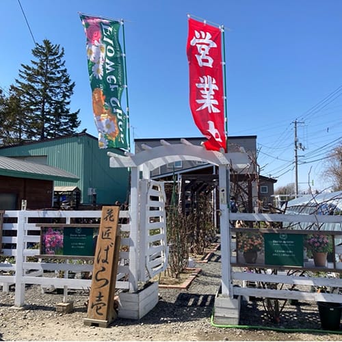 北海道のバラ苗専門店 花匠ばら壱 2022年度オープンしました！