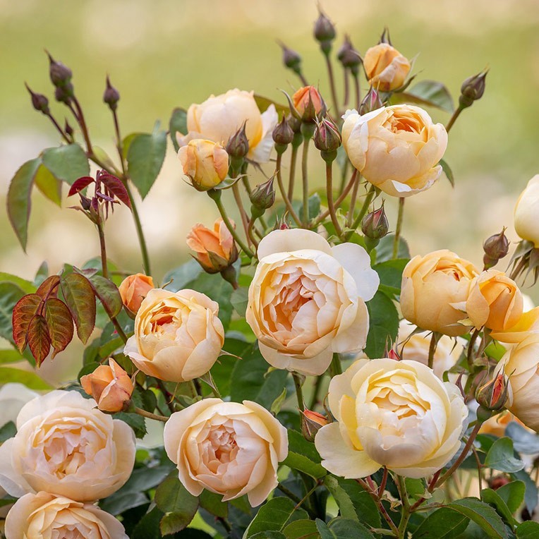 SRJ977_1.jpg?crop=center&
