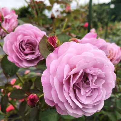 令和8年度 新品種 – 花匠 ばら壱