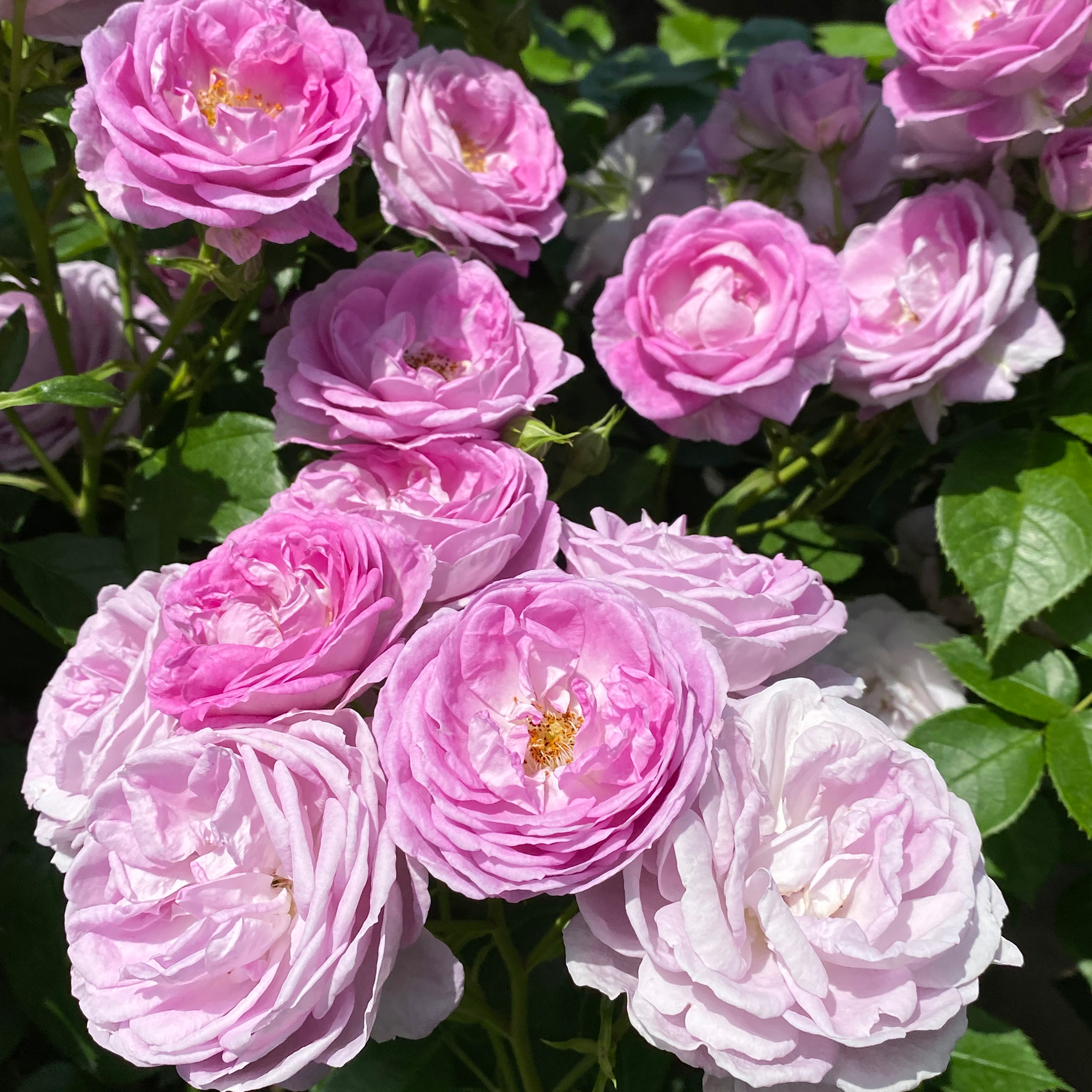 バラ苗(FL)フロリパンダ(四季咲中輪系) | 花匠ばら壱 江別市にある北海道 バラ苗(FL)フロリパンダ(四季咲中輪系) | 花匠ばら壱 江別市にある北海道