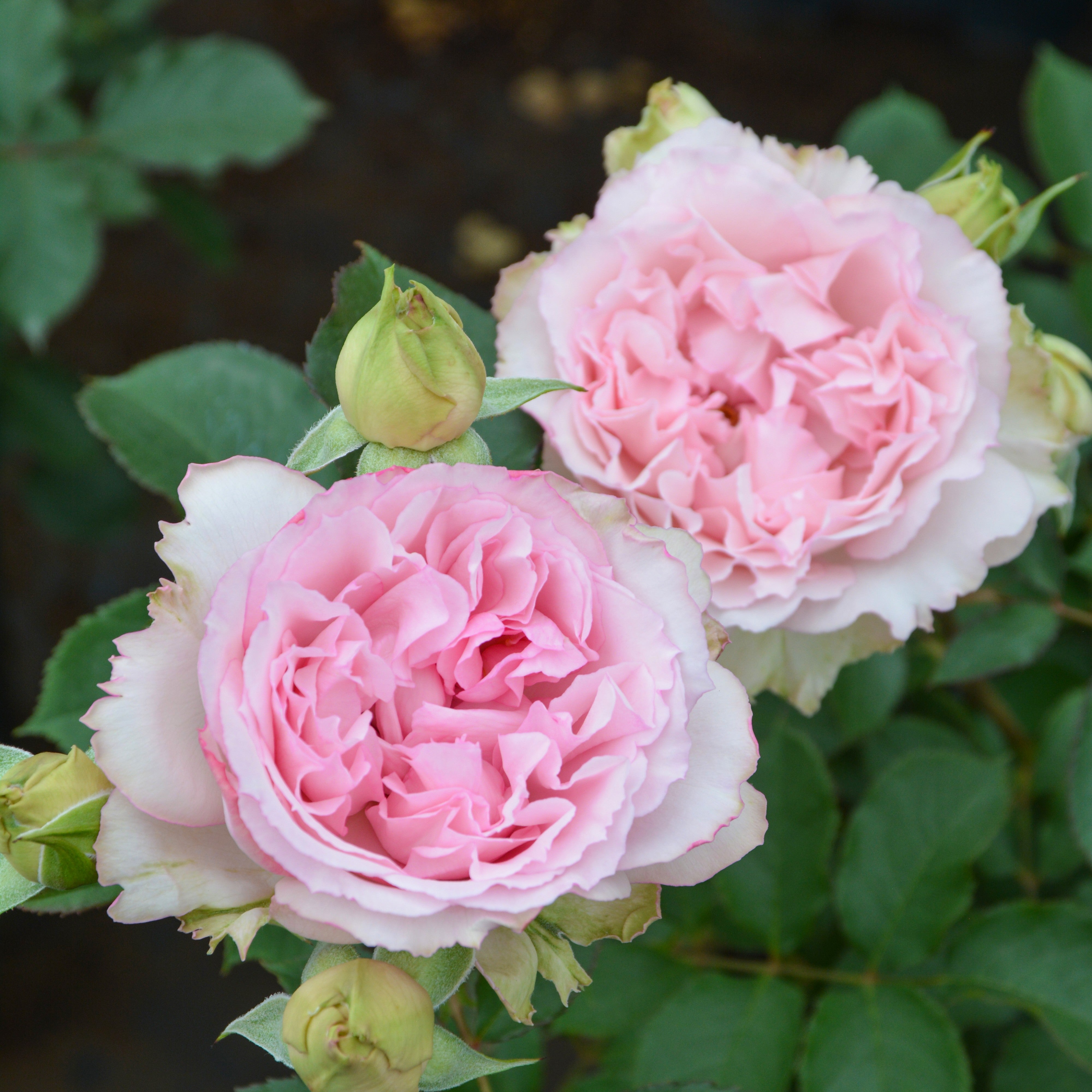 バラ 薔薇  jasmine様 バラ苗(CL)ツルバラ | 花匠ばら壱 江別市にある北海道唯一のバラ