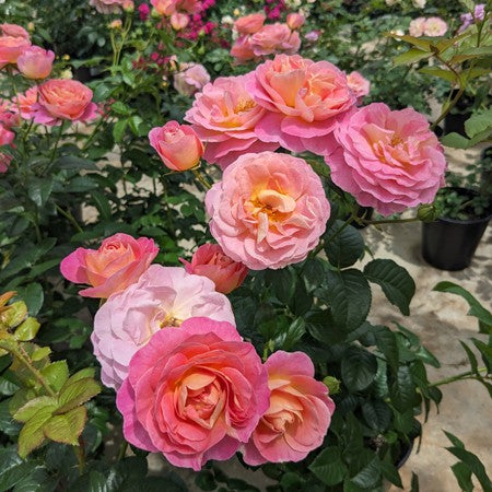 令和8年度 新品種 – 花匠 ばら壱