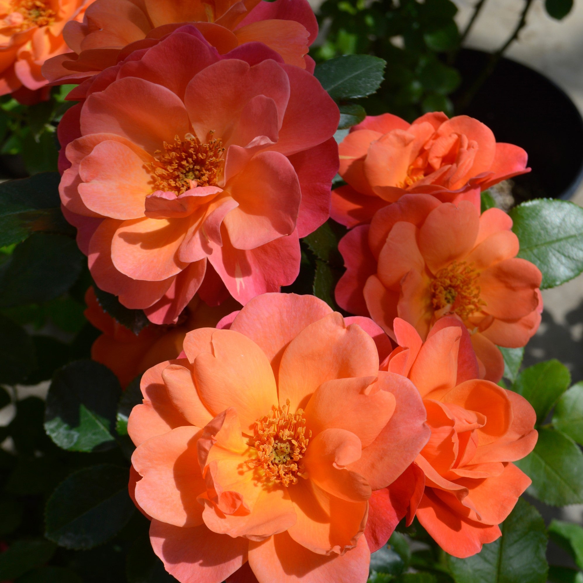 令和６年度　最終出品　薔薇と共に感謝を込めて(^^) ピンク1輪ギフト箱（一輪挿しポストカード）バラ｜アフリカ