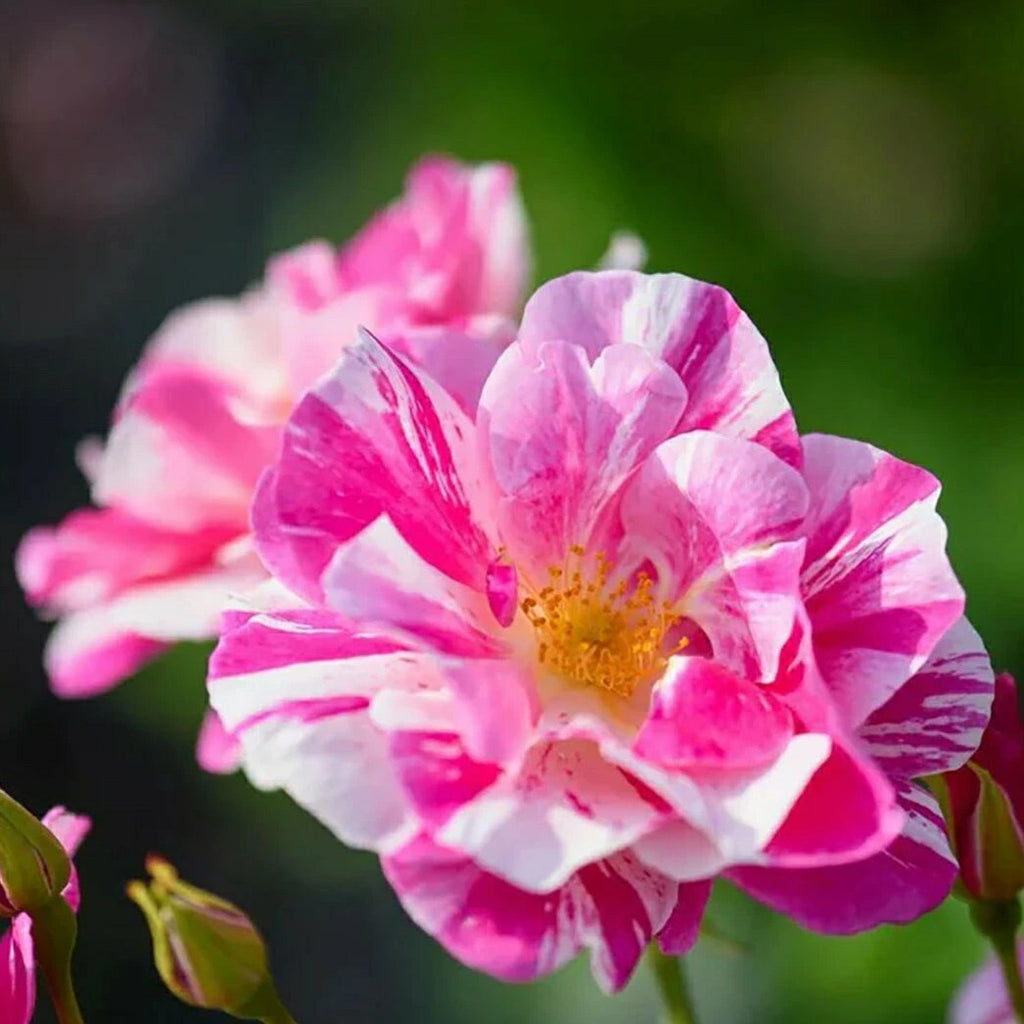 令和8年度 新品種 – 花匠 ばら壱