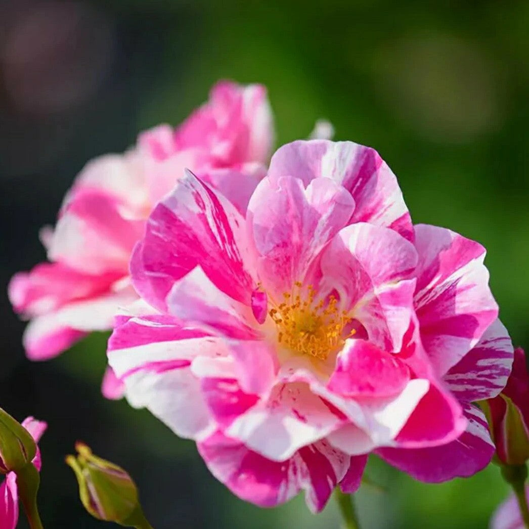 令和8年度 新品種 – 花匠 ばら壱