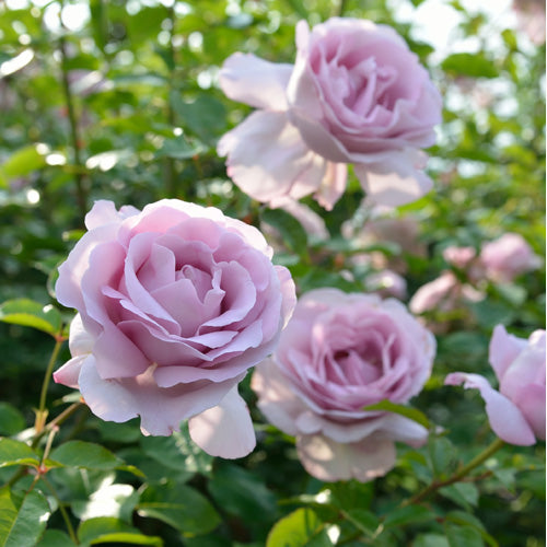 ローズシナフティフ – 花匠 ばら壱