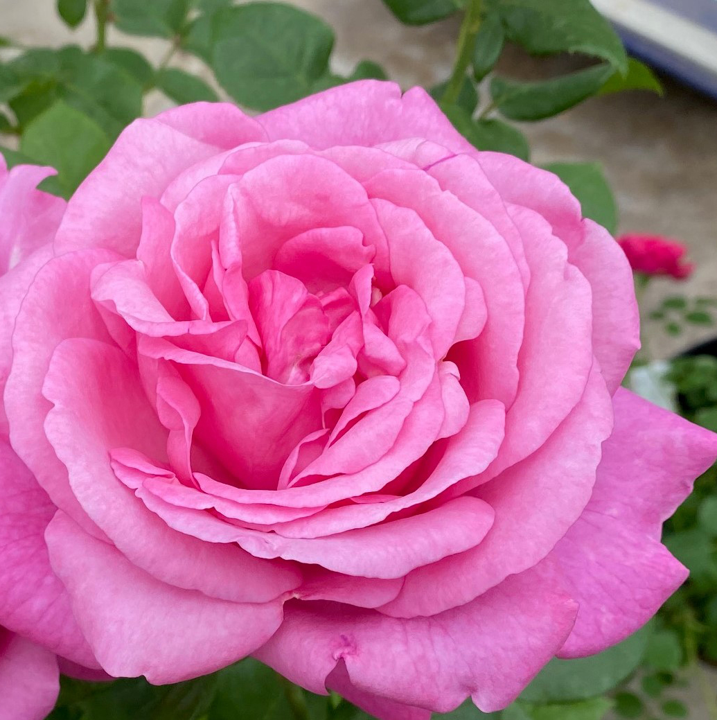 バラ苗(HT) ﾊｲﾌﾞﾘｯﾄ (四季咲き大輪系) | 花匠ばら壱 江別市にある