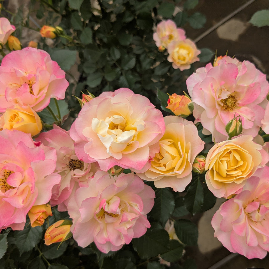 令和8年度 新品種 – 花匠 ばら壱