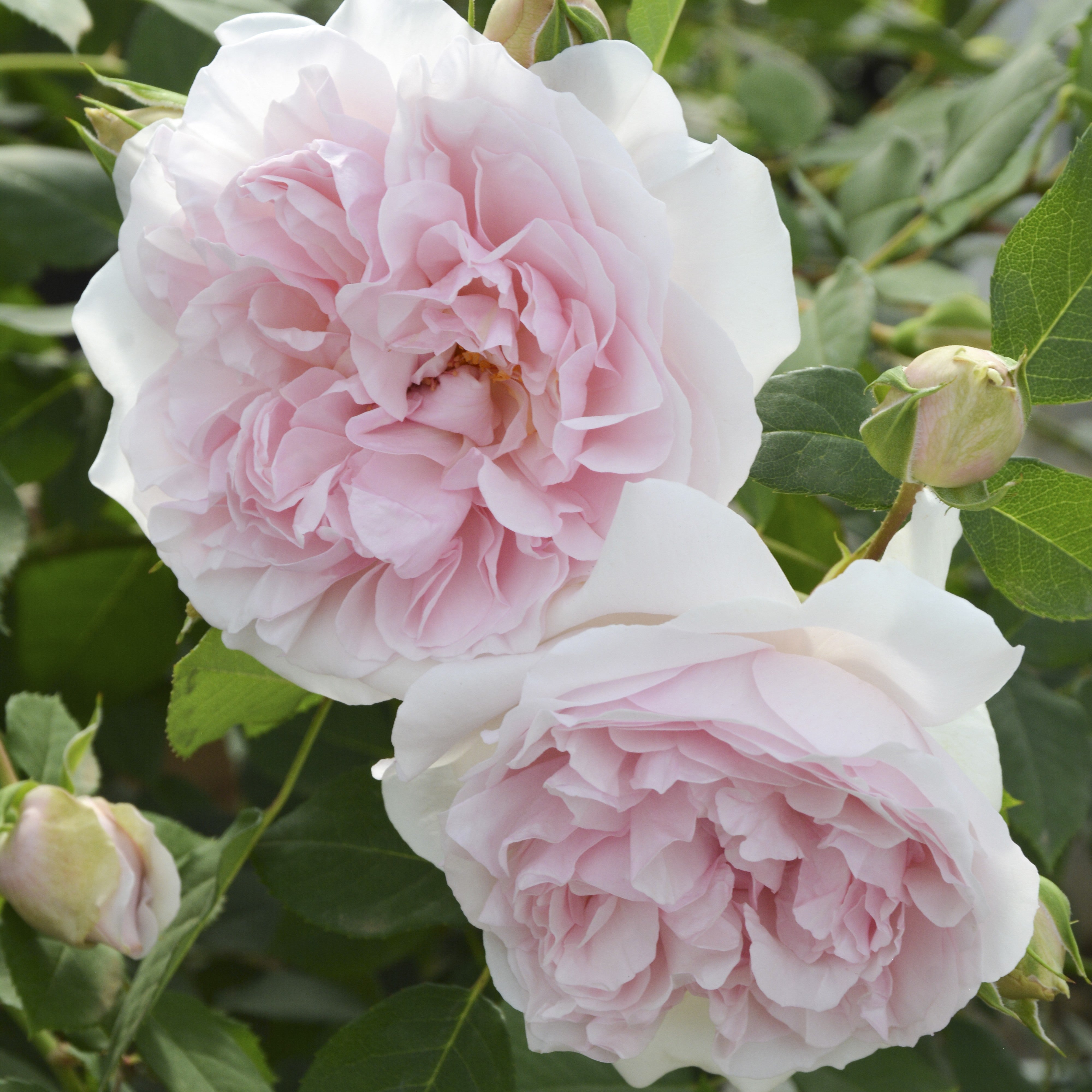 ロサ・オリエンティス/Rosa Orientis | 花匠ばら壱 江別市にある北海道