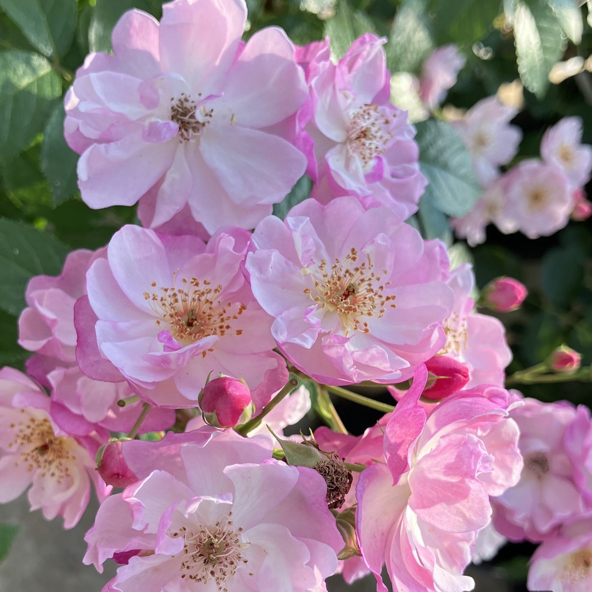 令和8年度 新品種 – 花匠 ばら壱