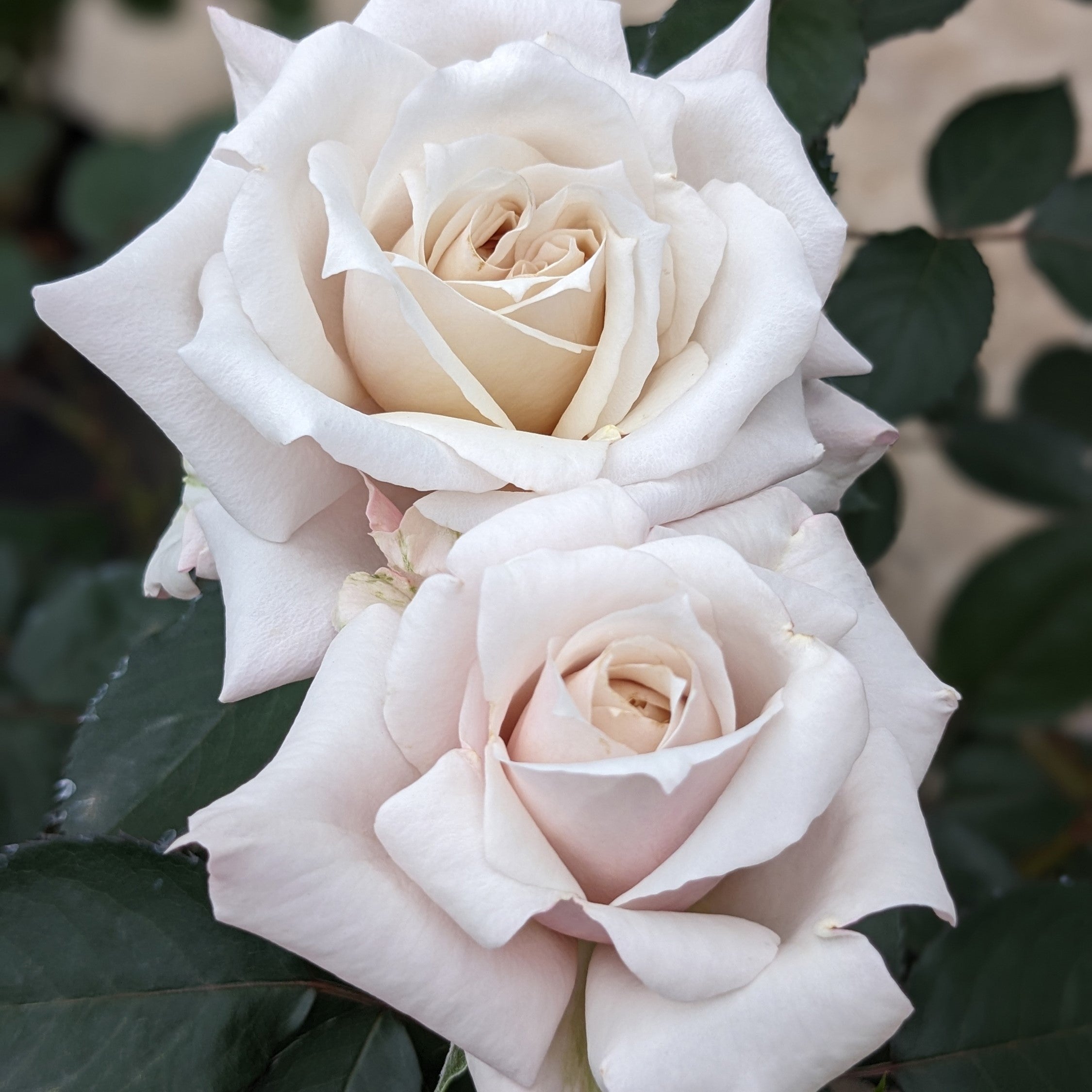 うっちゃん聖なる薔薇、サッカラの花 ゴールドチケット適用 つるバラ2色MIXリング仕立て | 母の日ギフト2025 | 花・花束を