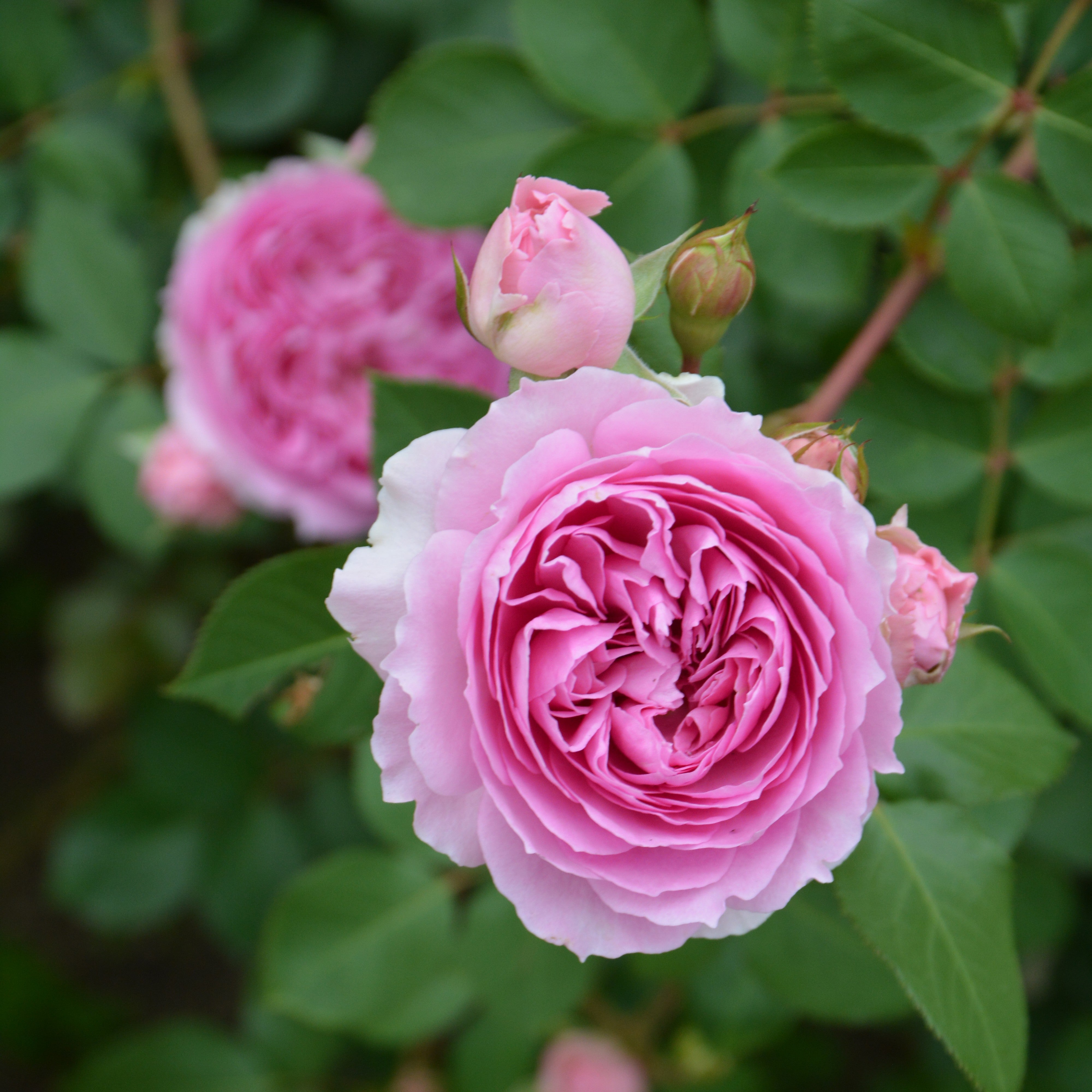 楼蘭 ( ろうらん ) – 花匠 ばら壱