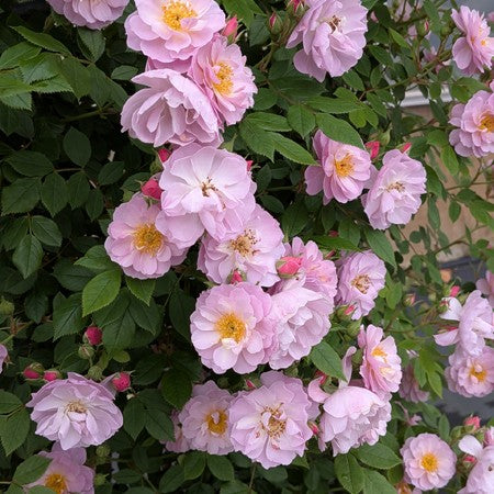 令和8年度 新品種 – 花匠 ばら壱