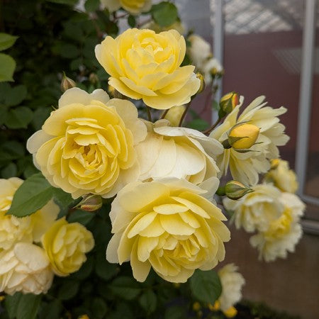 令和8年度 新品種 – 花匠 ばら壱