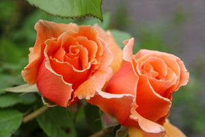 満開に咲いたオレンジ色のバラ