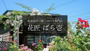 北海道内で唯一のバラ専門店 花匠ばら壱