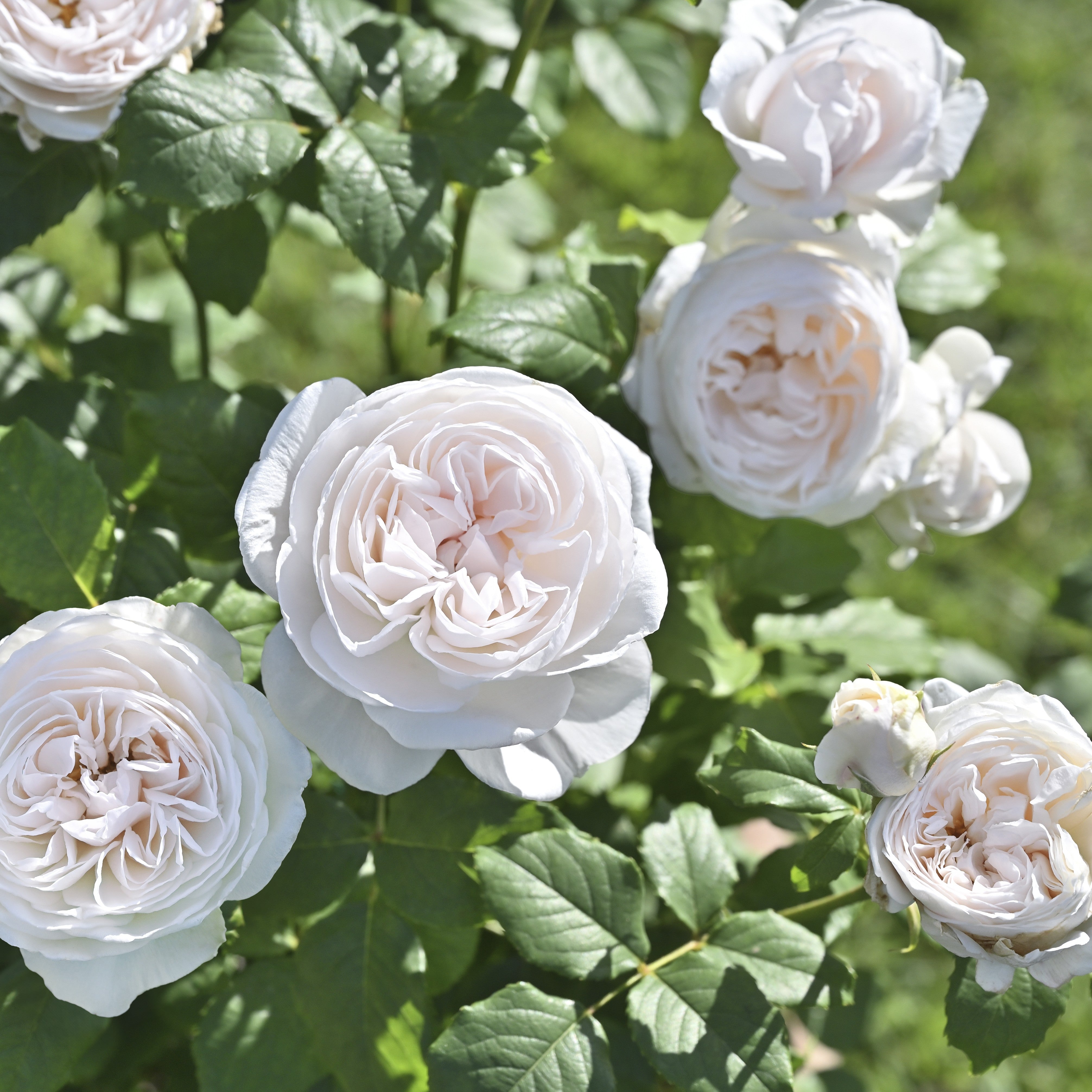 令和8年度 新品種 – 花匠 ばら壱