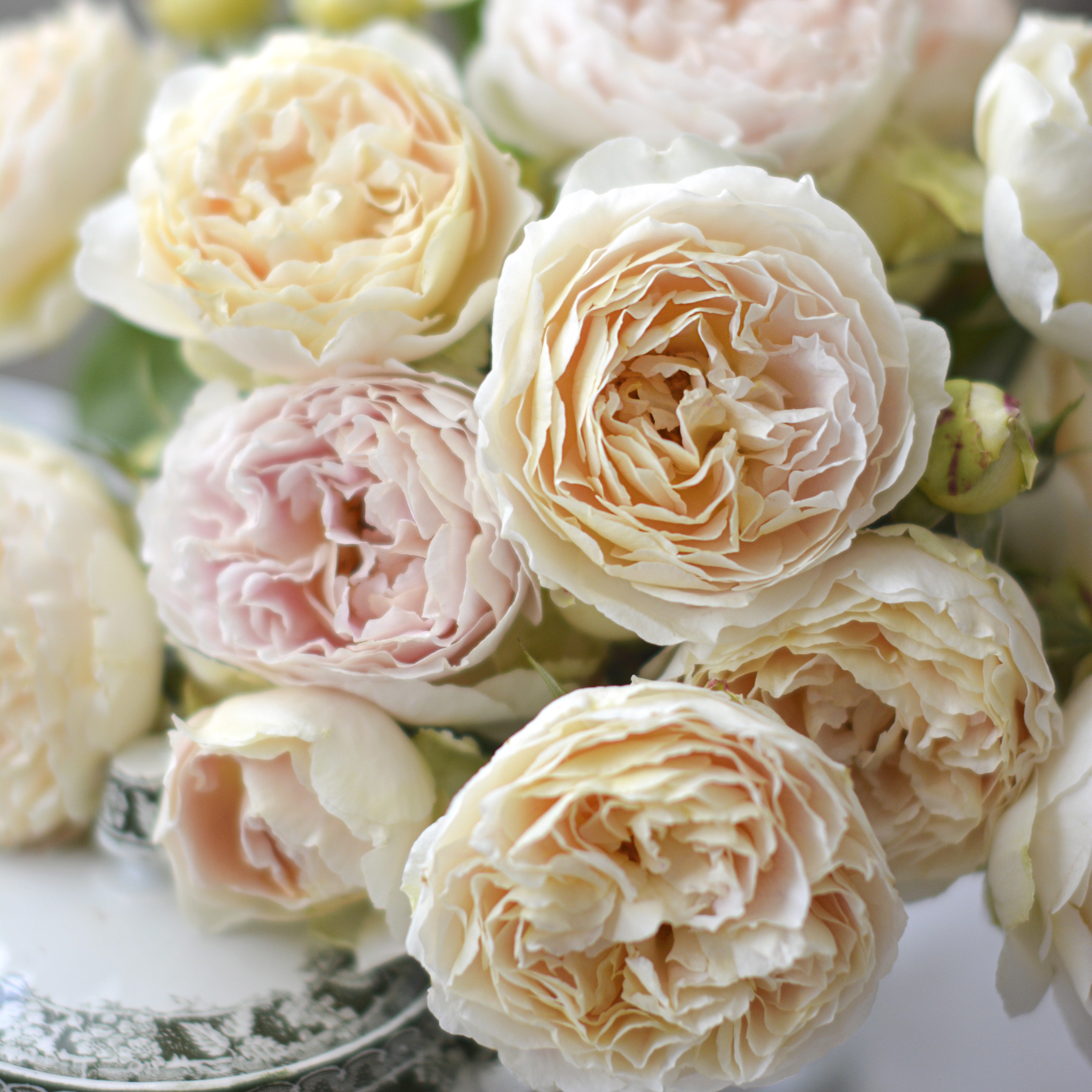 商品 – 花匠 ばら壱