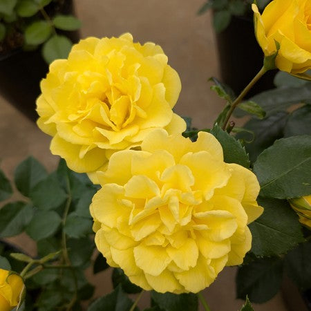 令和8年度 新品種 – 花匠 ばら壱