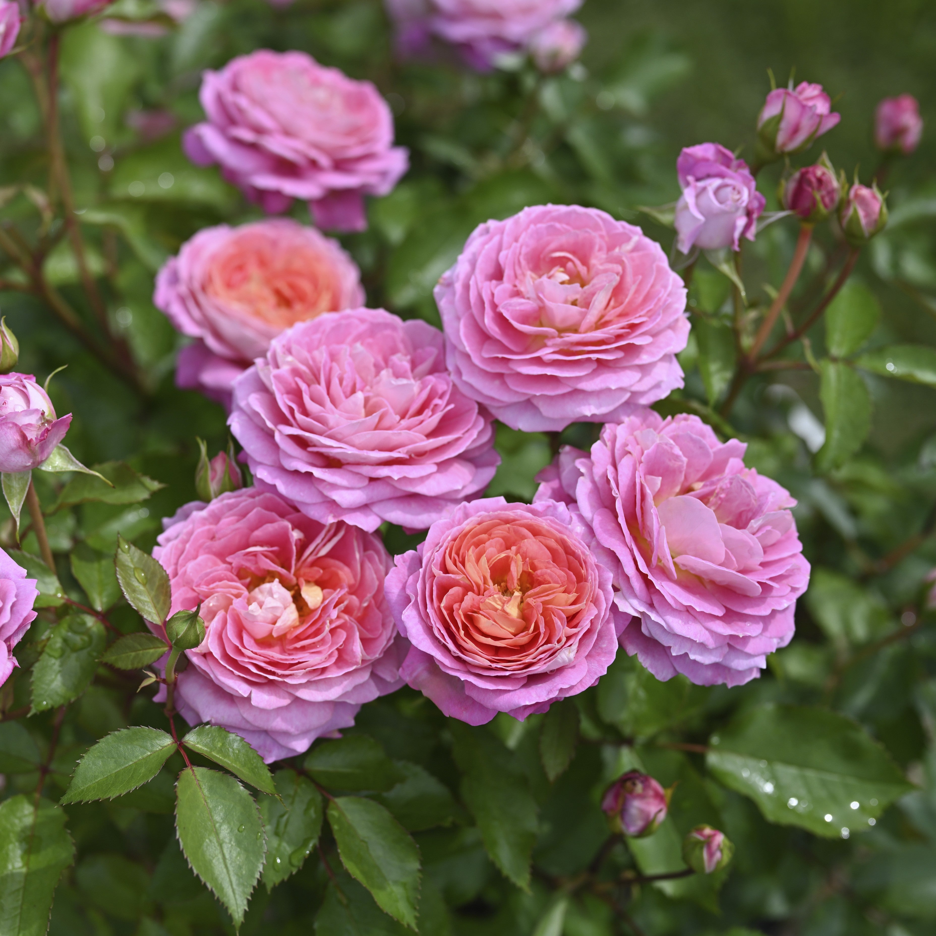 令和8年度 新品種 – 花匠 ばら壱