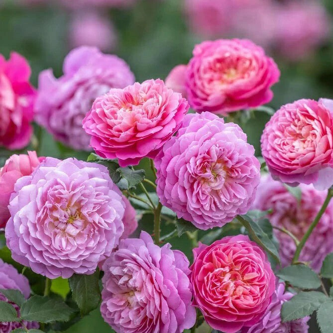 令和7年度 新品種 – 花匠 ばら壱