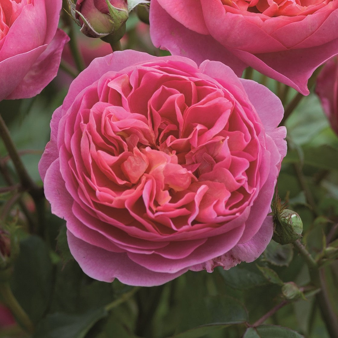 美品!Justin Daivis spj380 ramblin rose 薔薇 ローズ