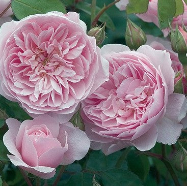 薔薇　3号 イングリッシュローズ/David Austin | 花匠ばら壱 江別市にある北海道