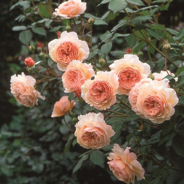 イングリッシュローズ/David Austin | 花匠ばら壱 江別市にある