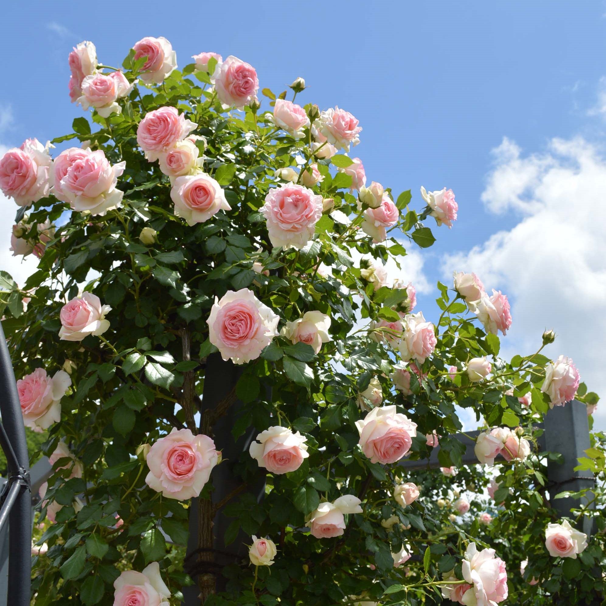 バラ 薔薇  jasmine様 バラ苗(CL)ツルバラ | 花匠ばら壱 江別市にある北海道唯一のバラ