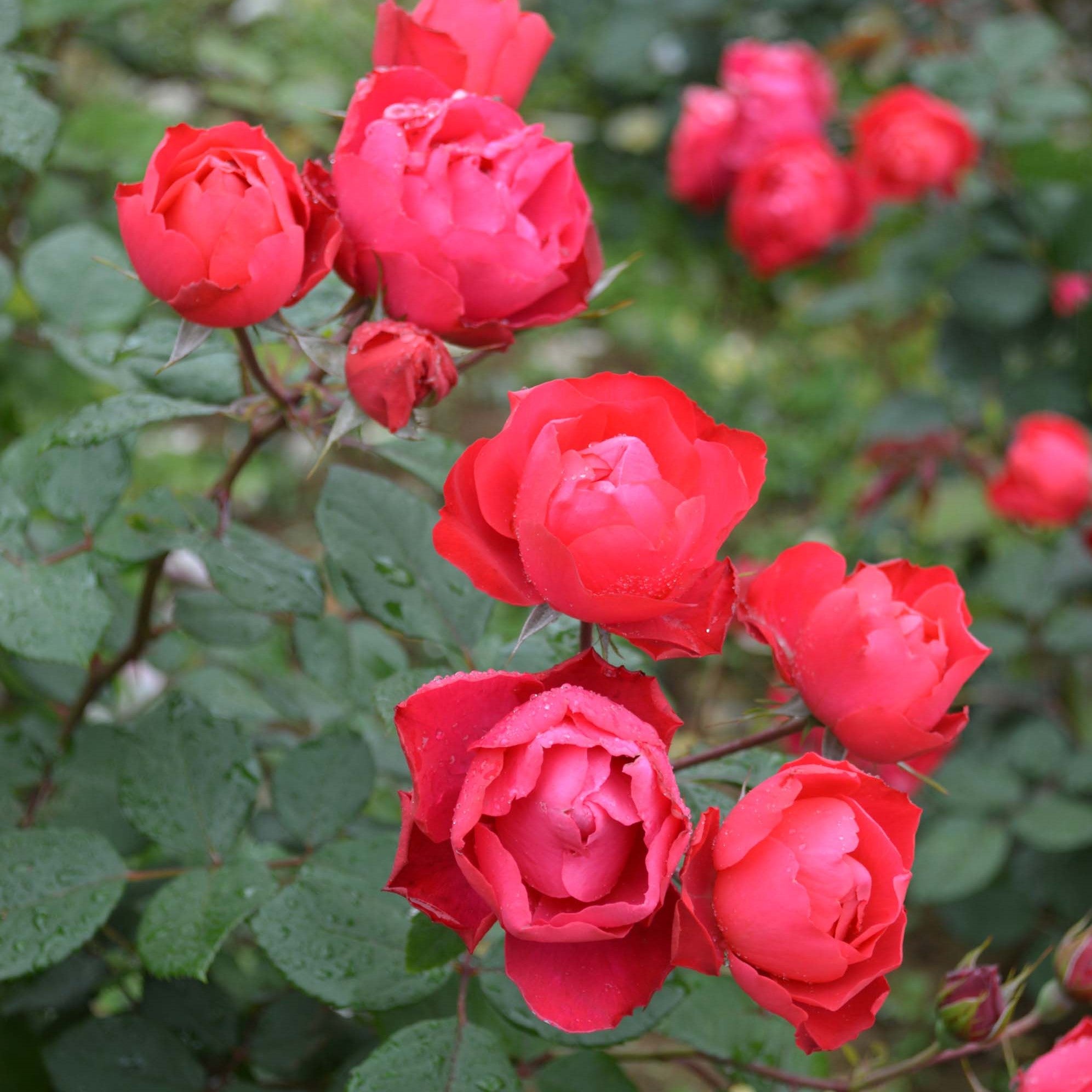 バラ苗(FL)ﾌﾛﾘﾊﾟﾝﾀﾞ(四季咲中輪系) | 花匠ばら壱 江別市にある北海道