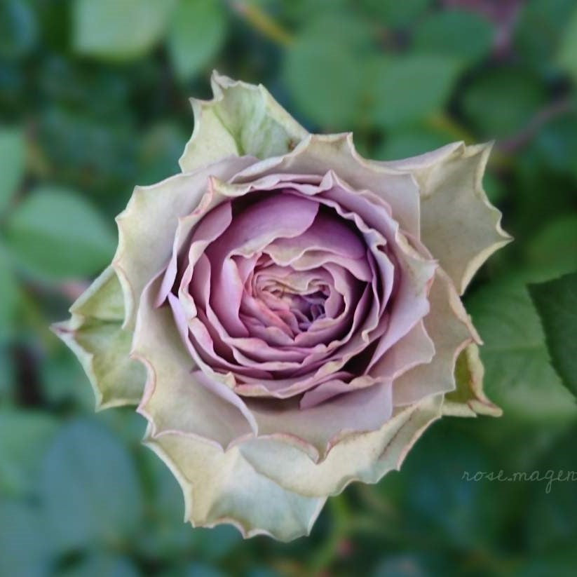 コフレ – 花匠 ばら壱