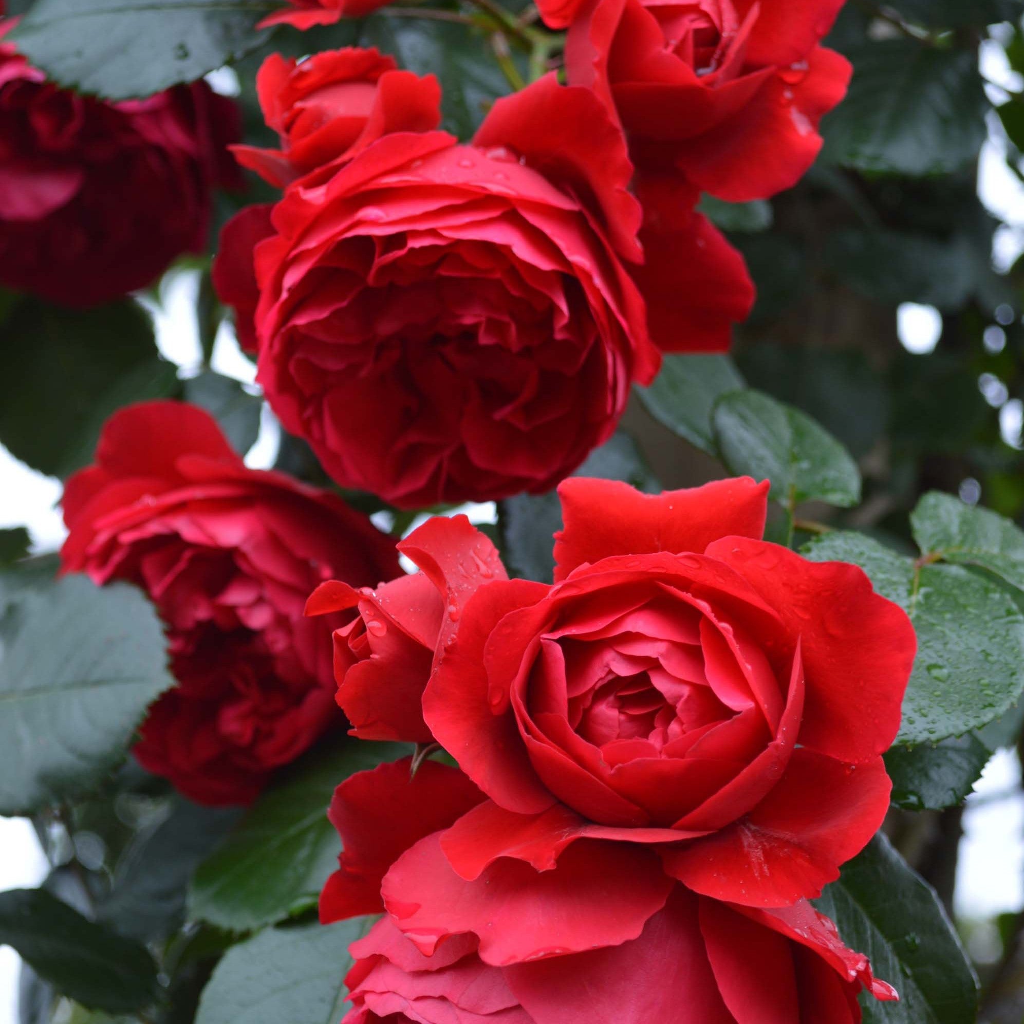 「1803 」 切り花品種バラ苗　レアバラ 　Cassandr♡ Rose 1803 」 切り花品種バラ苗 レアバラ Cassandr♡ Rose 切り花品種