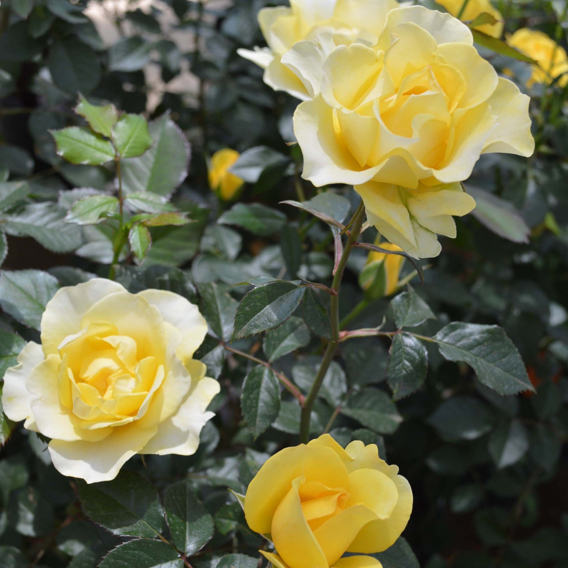 ばらエレガント4 gdthumb-7_1200x1200.jpg?v=