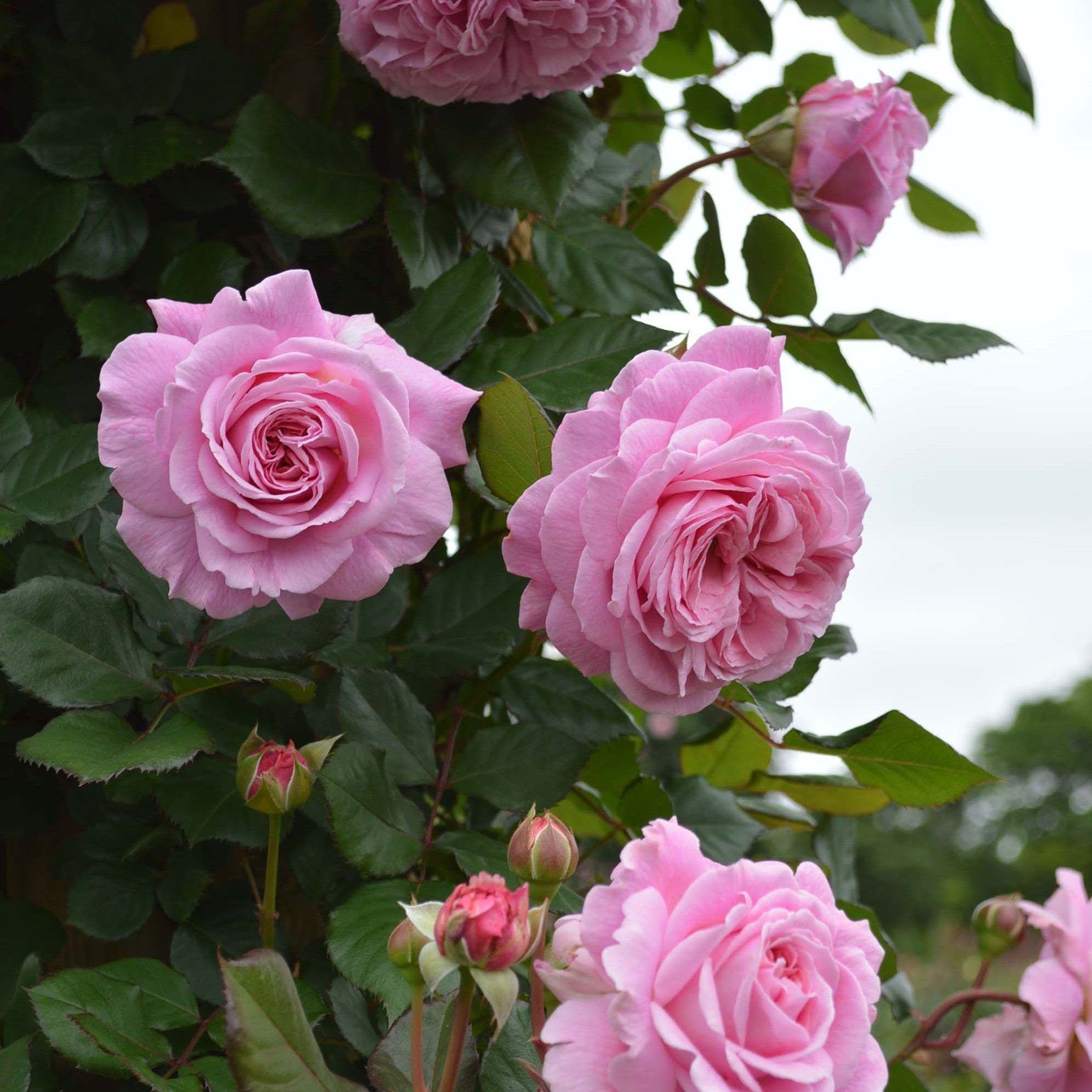 バラ 薔薇  jasmine様 バラ苗(CL)ツルバラ | 花匠ばら壱 江別市にある北海道唯一のバラ