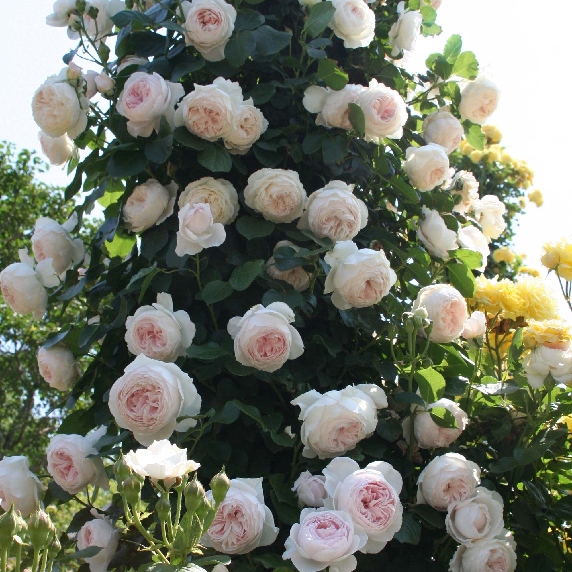 バラ苗(CL)ツルバラ | 花匠ばら壱 江別市にある北海道唯一のバラ専門店