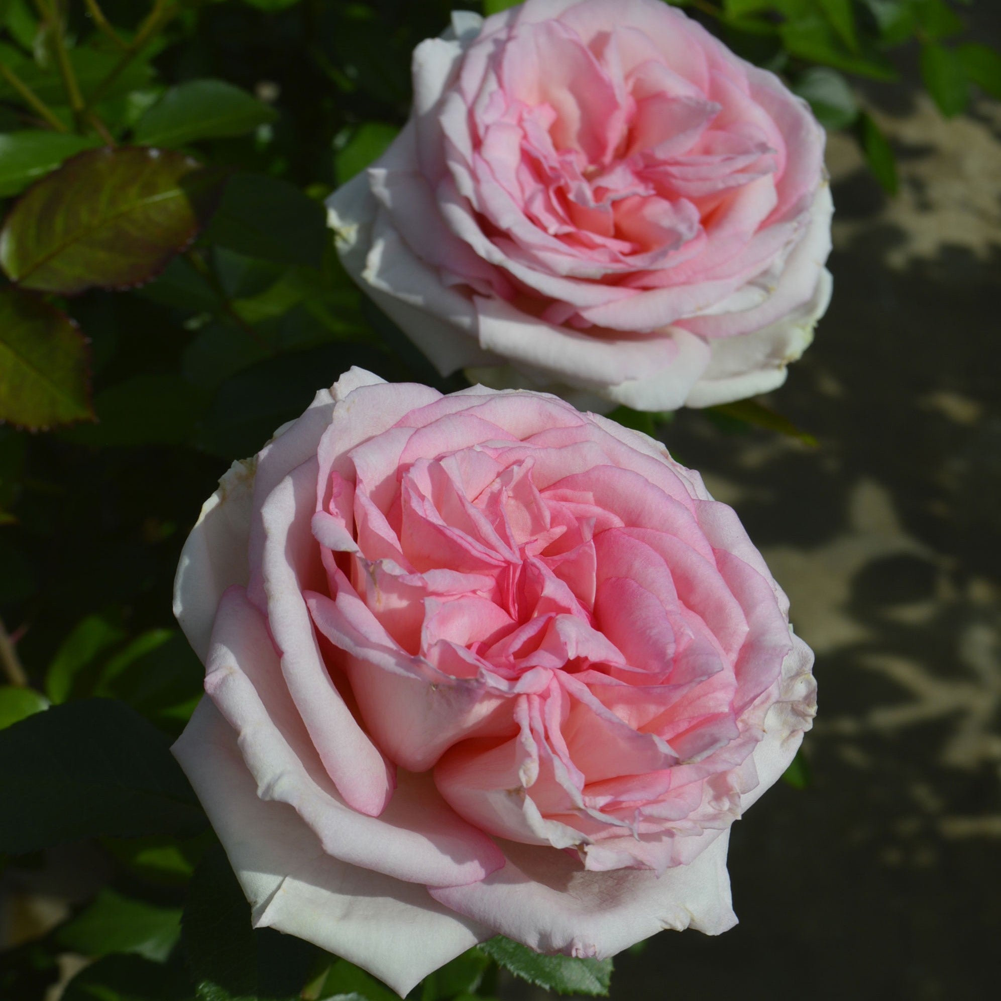 「1803 」 切り花品種バラ苗　レアバラ 　Cassandr♡ Rose 切り花品種バラ苗 レアバラ LORENA SUMMERHOUS♡ Rose - メルカリ