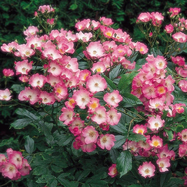 バレリーナ – 花匠 ばら壱