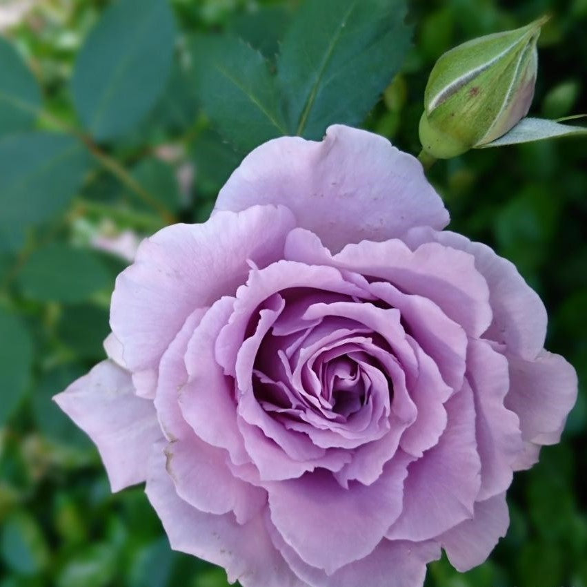 爽 – 花匠 ばら壱