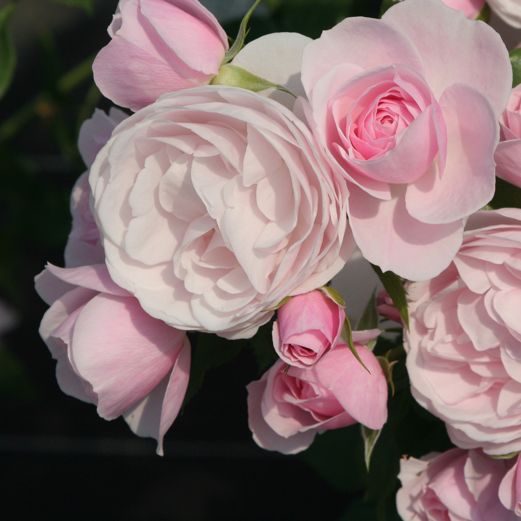 バラ苗(修景) シュラブローズ | 花匠ばら壱 江別市にある北海道唯一の