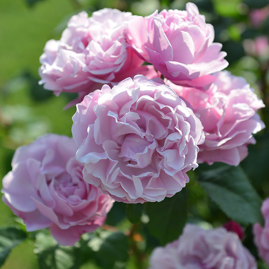 商品 – ページ 3 – 花匠 ばら壱