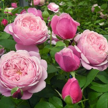 フランス　薔薇　プレート まだ誰も見た事のないバラに会いにフランスに行ってきました