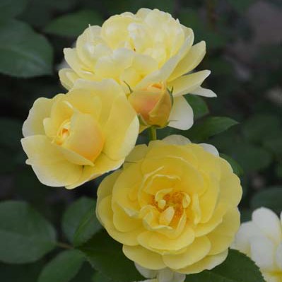 スマイルハニーローズ – 花匠 ばら壱